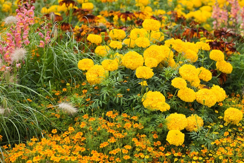 Sárga bársonyvirág a kertben