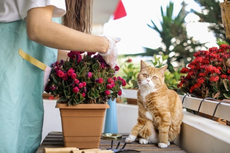 balkonvirágok macskával
