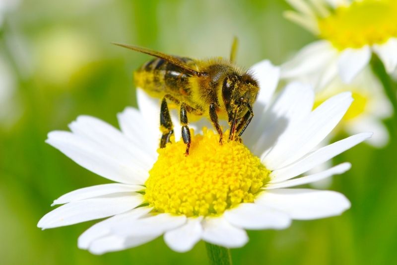 virágport gyűjtő méh