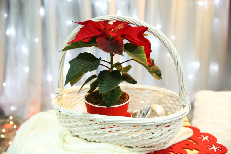 Karácsonyi dekoráció mikulásvirágból