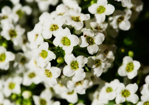 Fehér mézvirág virágzása